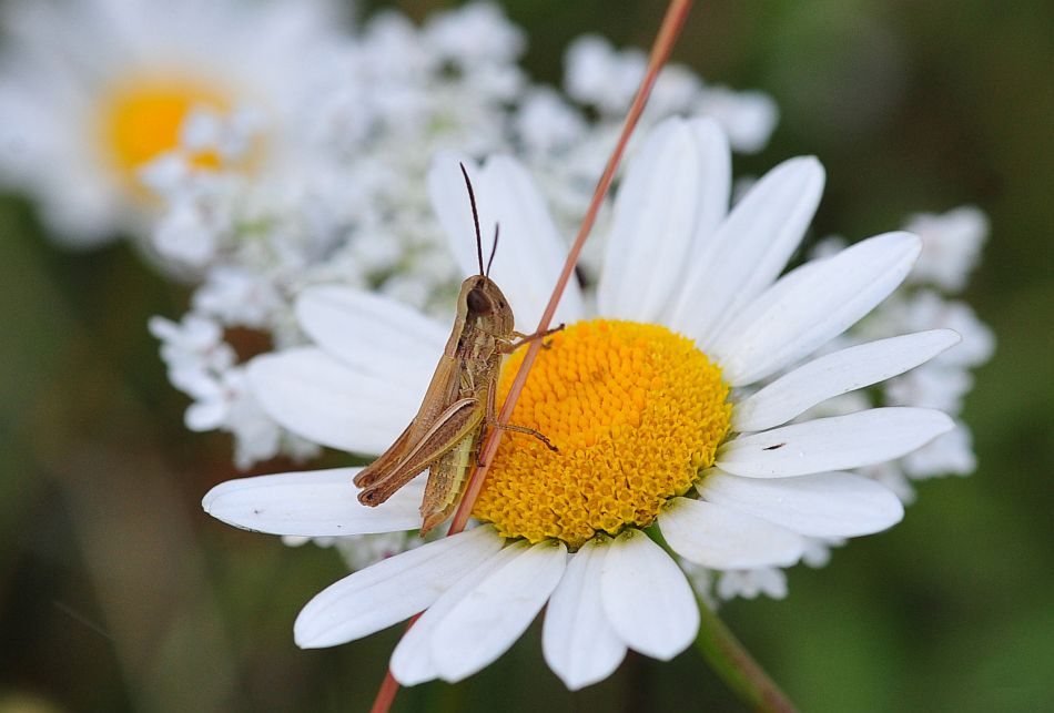 La vita in un fiore: terza parte